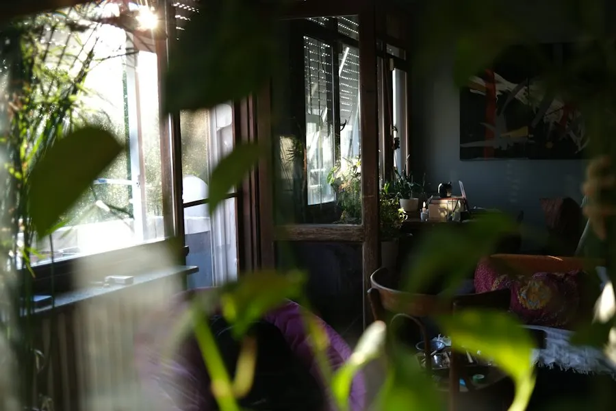Sunlight into a room with plants
